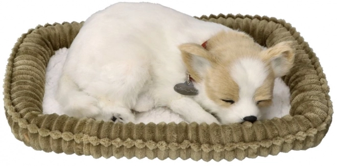 Chiot Chihuahua Ronflant