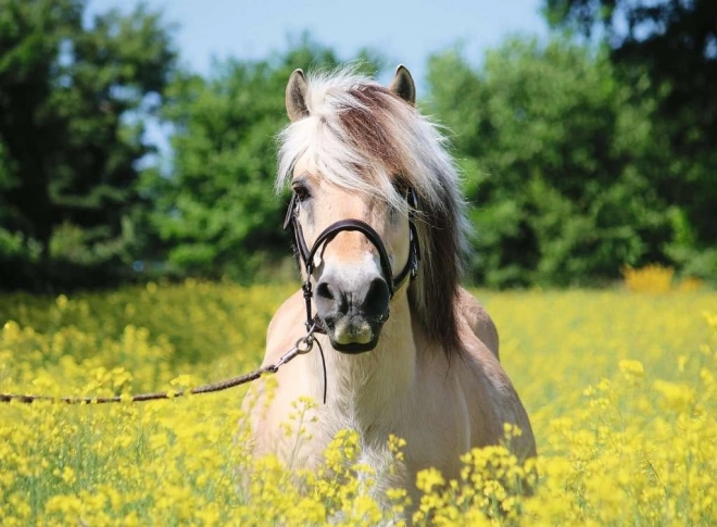 Puzzle RAVENSBURGER – cheval palomino, 500 pièces