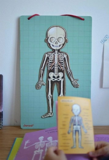 Découverte visuelle du corps humain