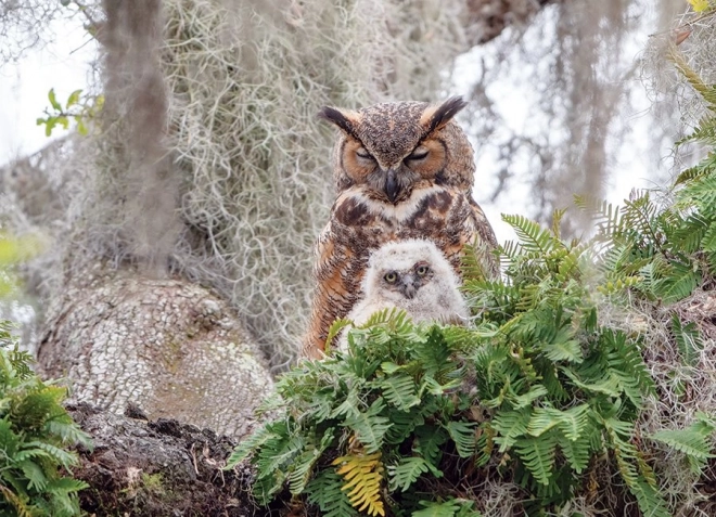 Motif réaliste du grand-duc dans son environnement naturel