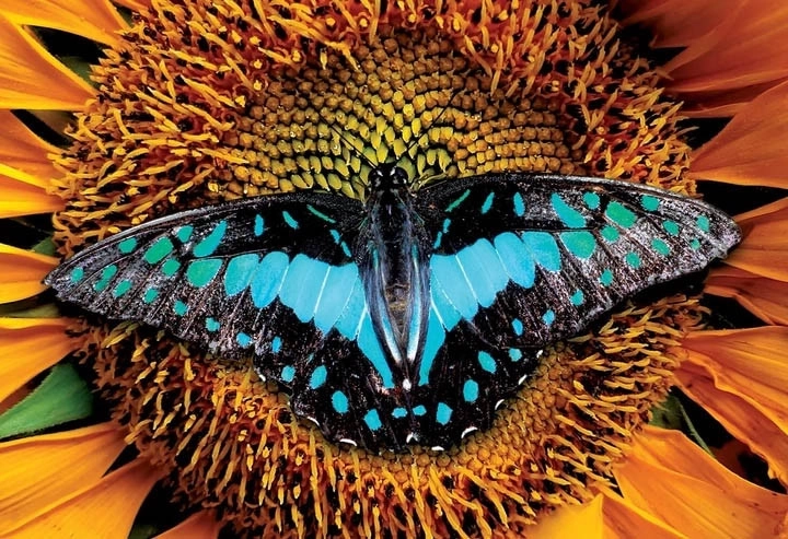 Interdruk puzzle Nature colorée : Papillon 250 pièces