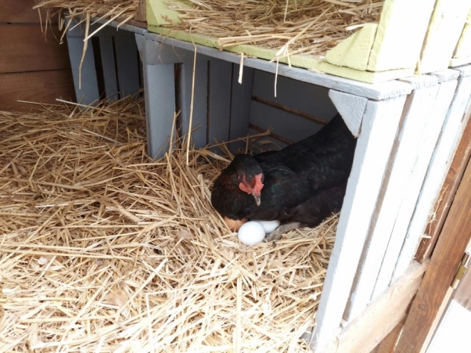 Œufs en bois dans une boîte de 6 pièces