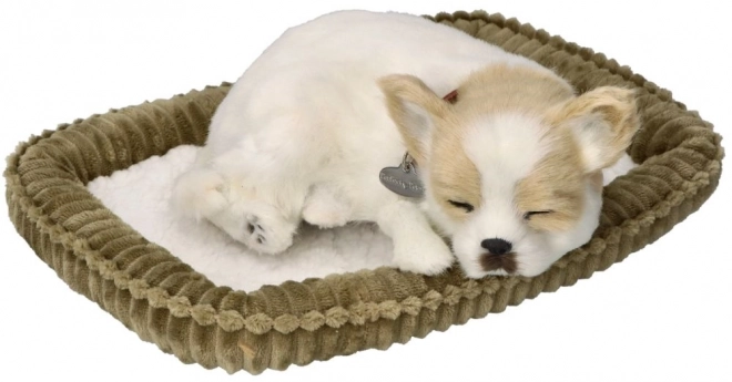 Chiot Chihuahua Ronflant