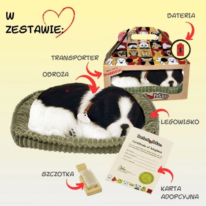 Chiot Border Collie respirant à adopter