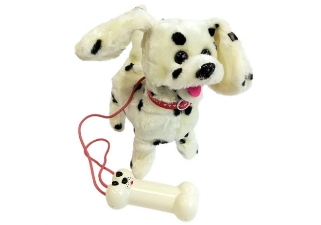 Dalmatien contrôlé par laisse Pilot Bone
