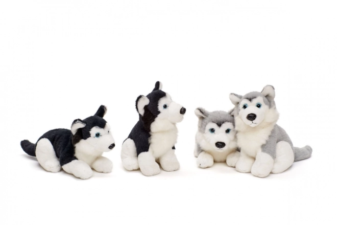 Husky en peluche 15 cm
