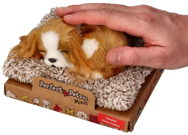 Chiot endormi Cavalier King Charles Perfect Petzzz