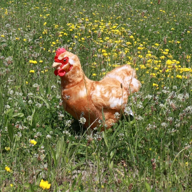 Poule en peluche debout 33 cm avec œuf ECOLOGIQUE