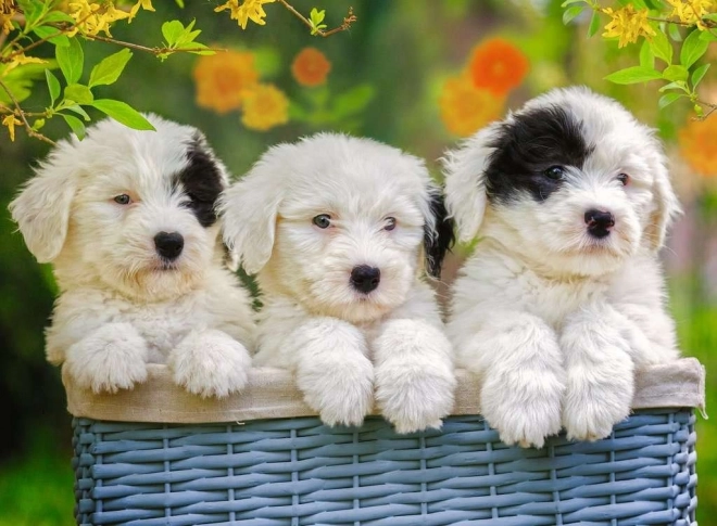 RAVENSBURGER Puzzle Adorables chiots XXL 200 pièces