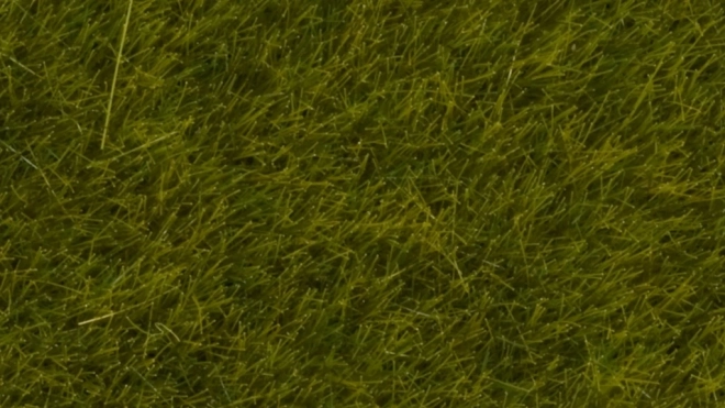 Herbe statique Prairie sauvage 6 mm