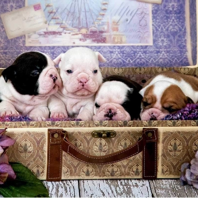 Puzzle Chiots 500 pièces