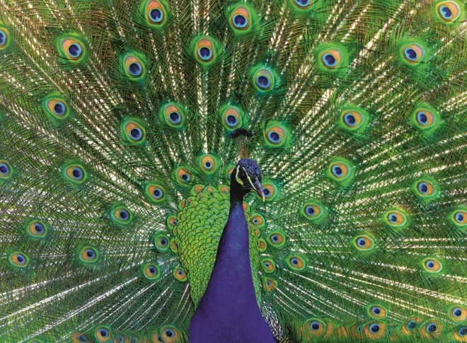 Puzzle RAVENSBURGER paon majestueux 500 pièces