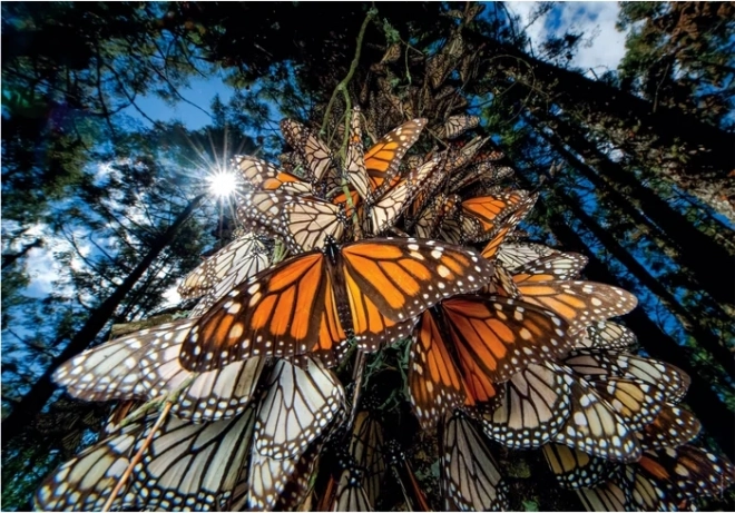 Puzzle 1000 pièces Papillons monarques - Compact