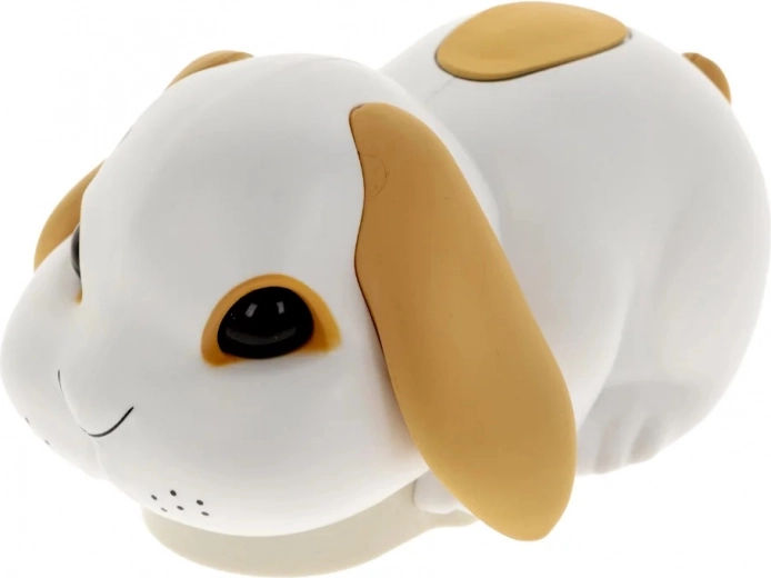 Un petit lapin turbulent qui met l’ambiance en mouvement