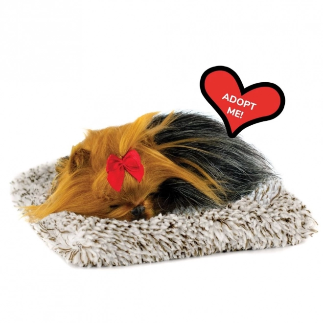 Le parfait petit compagnon chiot York