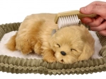 Adopte un chiot golden retriever qui respire