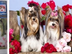 Peinture diamant Chiots parmi les roses 30 × 40 cm