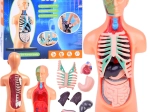 Modèle éducatif du corps humain avec organes amovibles, mini 15 cm