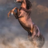 Puzzle Étalon rouge sauvage 500 pièces