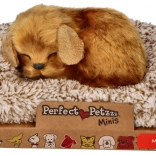 Petit chien Perfect Petzzz