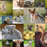 RAVENSBURGER puzzle – bébés animaux 200 pièces XXL