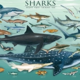 Puzzle EUROGRAPHICS Requins 1000 pièces