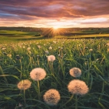 Puzzle Ravensburger Pissenlits au coucher du soleil 500 pièces