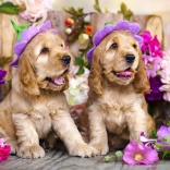 Puzzle chiots cocker spaniel avec chapeaux fleuris 1000 pièces