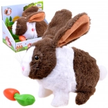 Lapin