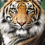 Puzzle 1500 pièces – portrait de tigre Trefl