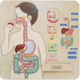 Masterkidz panneau mural éducatif – système digestif Montessori