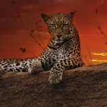 Puzzle panoramique Aube au Kenya 2000 pièces