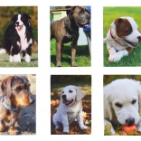 Petit carnet Chien 40 feuilles