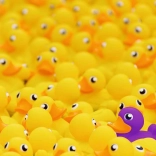 Puzzle Ravensburger Canetons 1000 pièces