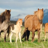 Puzzle SCHMIDT famille de chevaux 200 pièces