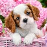 Puzzle 180 pièces Chiot parmi des fleurs roses