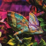Puzzle Ravensburger Caméléon 500 pièces