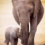 Puzzle Éléphant et éléphanteau 1000 pièces