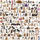 EUROGRAPHICS puzzle Monde des chiens 2000 pièces