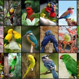 Puzzle Les plus beaux oiseaux du monde 1500 pièces