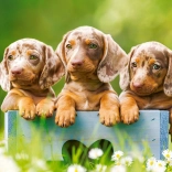 Puzzle 500 pièces Teckels adorables