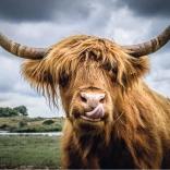 Ravensburger Puzzle Moments Highland Cattle 300 pièces