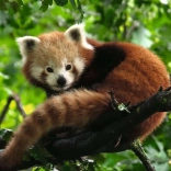 Puzzle Ravensburger Panda 500 pièces