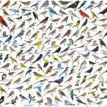 Puzzle Monde des oiseaux 2000 pièces EUROGRAPHICS