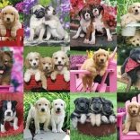Puzzle Ravensburger chiots 500 pièces