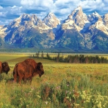 Puzzle magnifique Parc national Grand Teton 1000 pièces