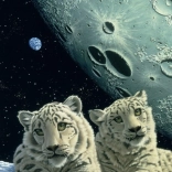 Puzzle Tanière de léopards des neiges 2000 pièces GRAFIKA