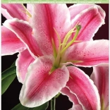 Peinture diamant sur carton – lys 21 × 29 cm