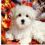 Peinture diamant – chiot blanc 30 × 40 cm