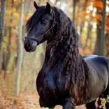 Mosaïque diamant – cheval noir